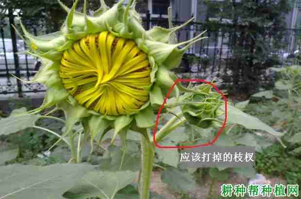 种植向日葵为什么要打杈和打叶呢(种植向日葵为什么要打杈和打叶子)